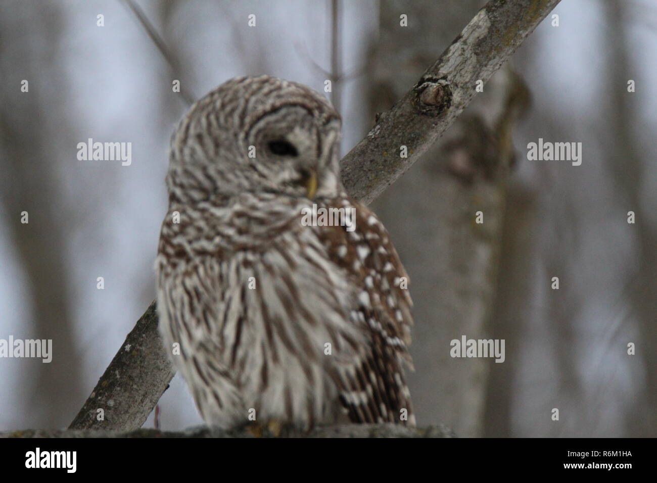 Eule im Wald/Chouette rieuse En Foret Stockfoto