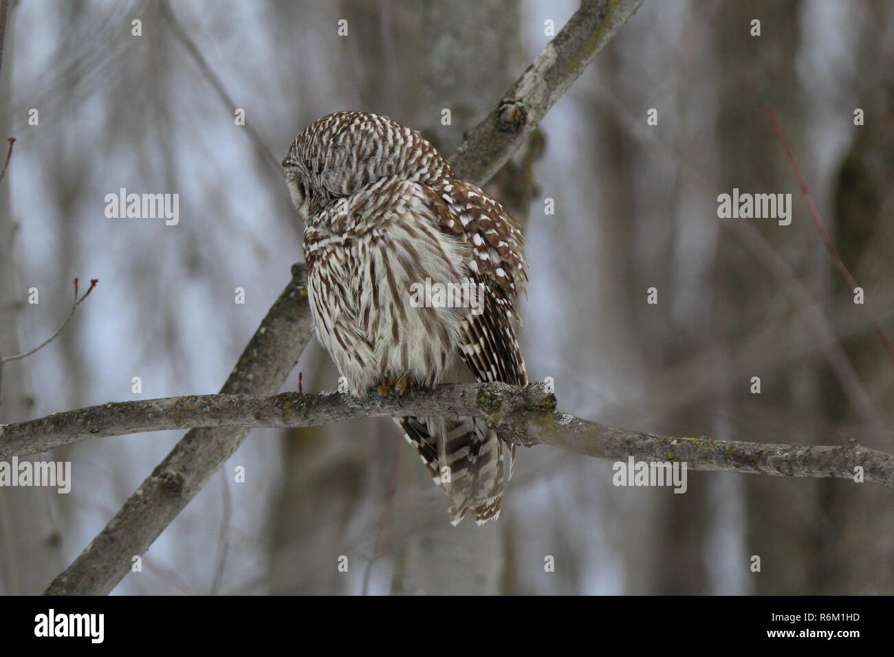 Eule im Wald/Chouette rieuse En Foret Stockfoto