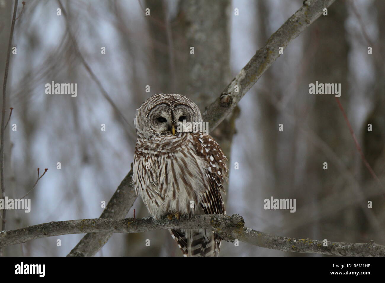 Eule im Wald/Chouette rieuse En Foret Stockfoto