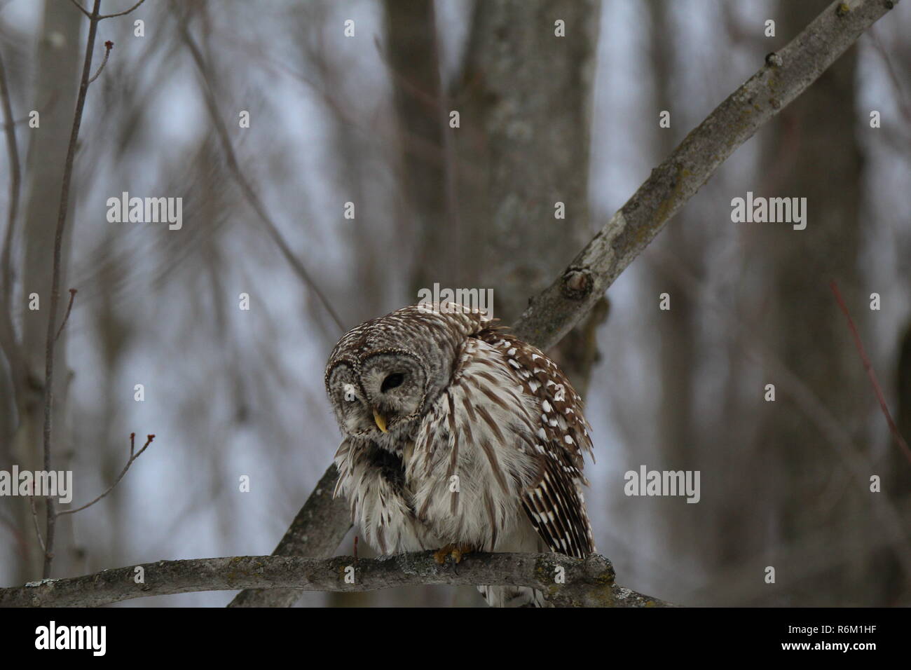 Eule im Wald/Chouette rieuse En Foret Stockfoto