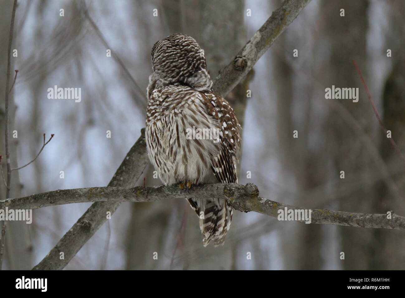 Eule im Wald/Chouette rieuse En Foret Stockfoto