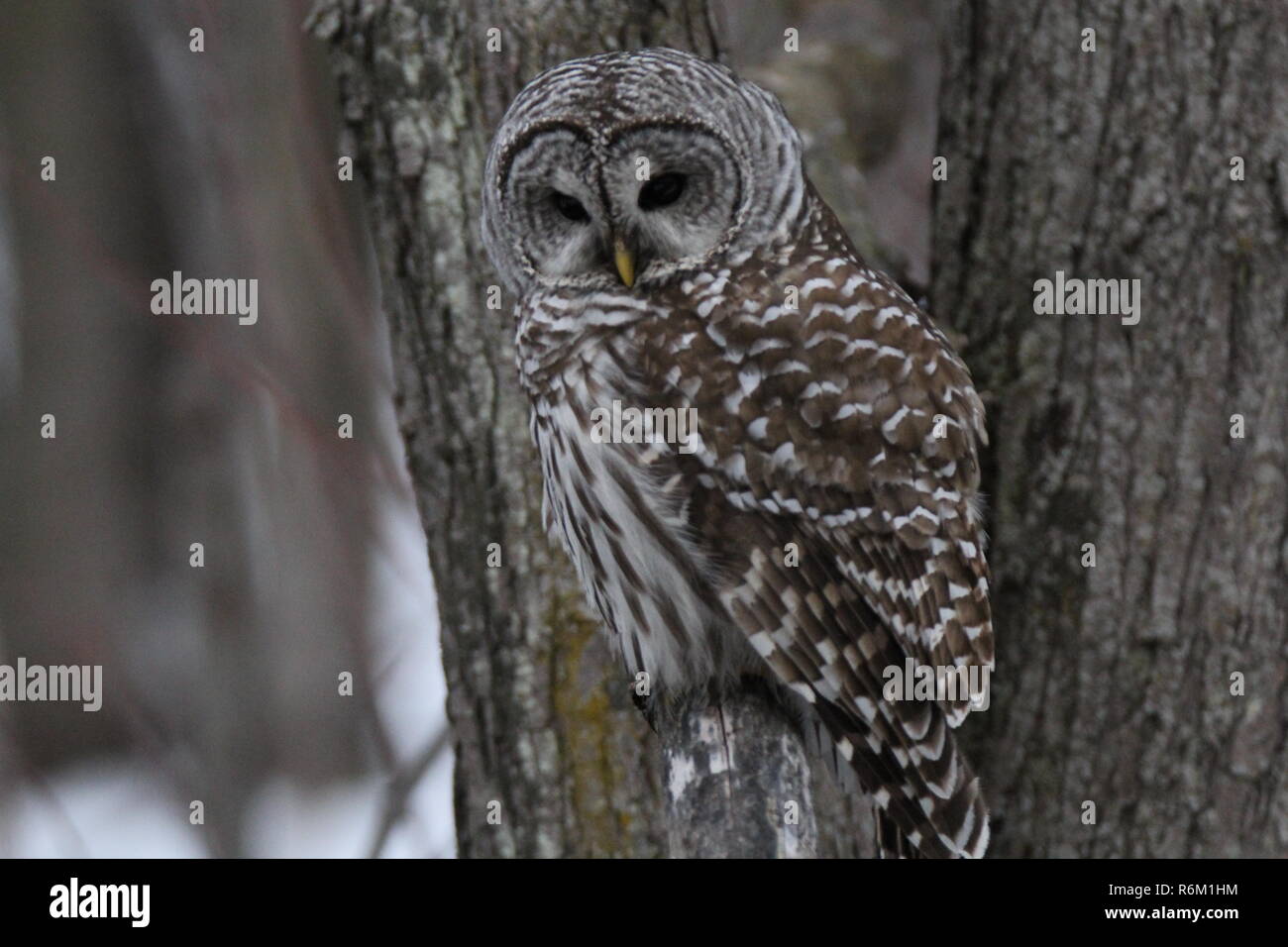 Eule im Wald/Chouette rieuse En Foret Stockfoto