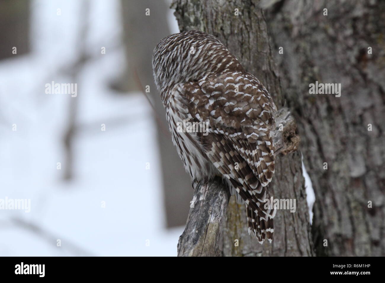 Eule im Wald/Chouette rieuse En Foret Stockfoto