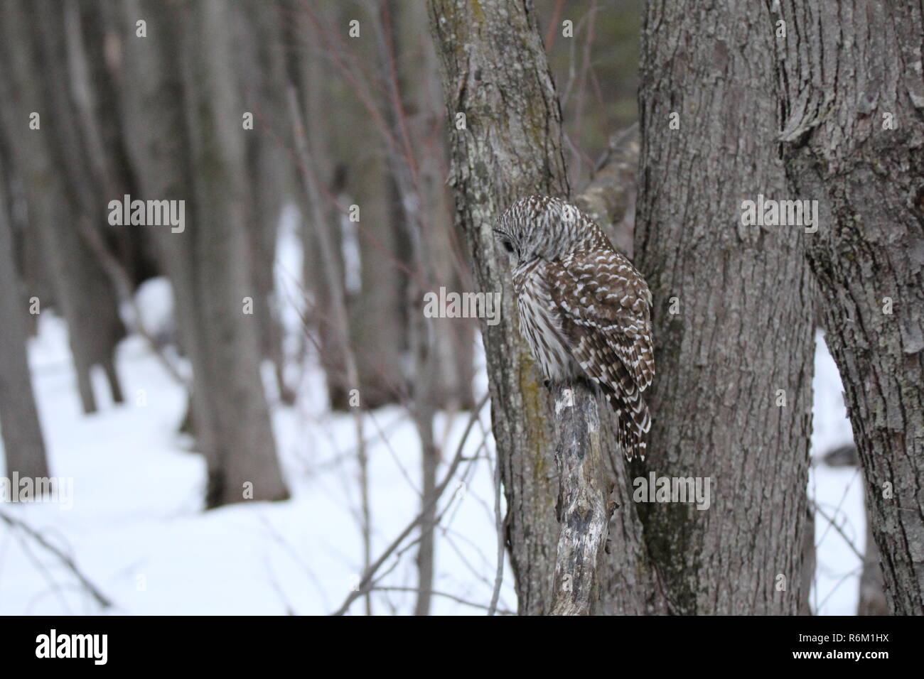 Eule im Wald/Chouette rieuse En Foret Stockfoto