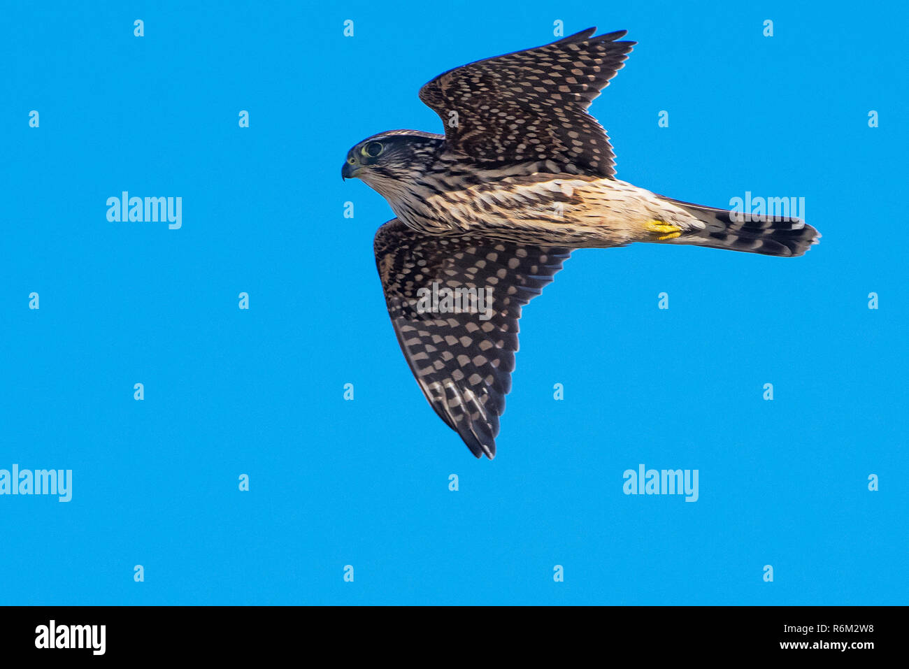 Jugendliche Merlin im Flug Stockfoto