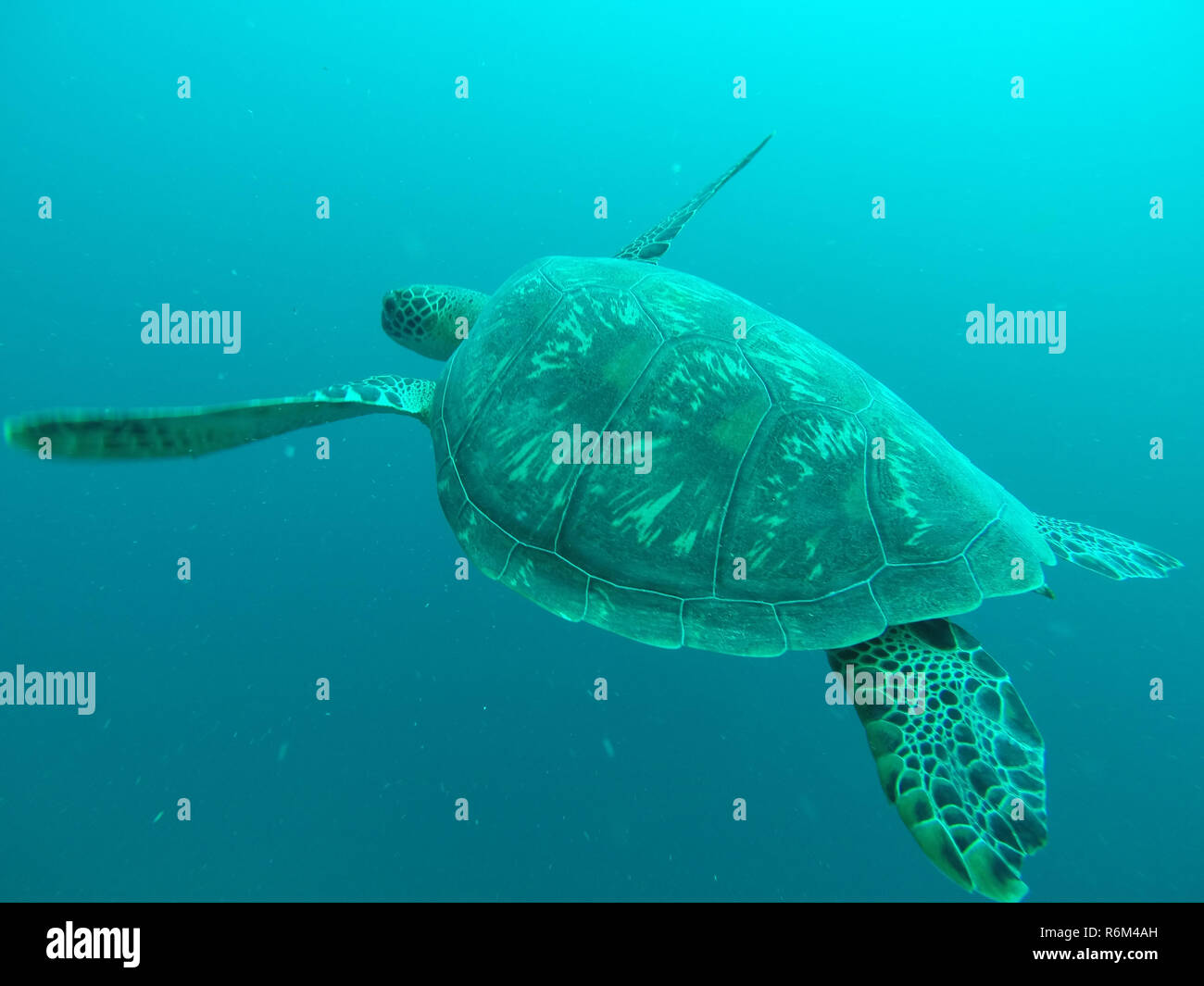 Meeresschildkröte unter Wasser Stockfoto