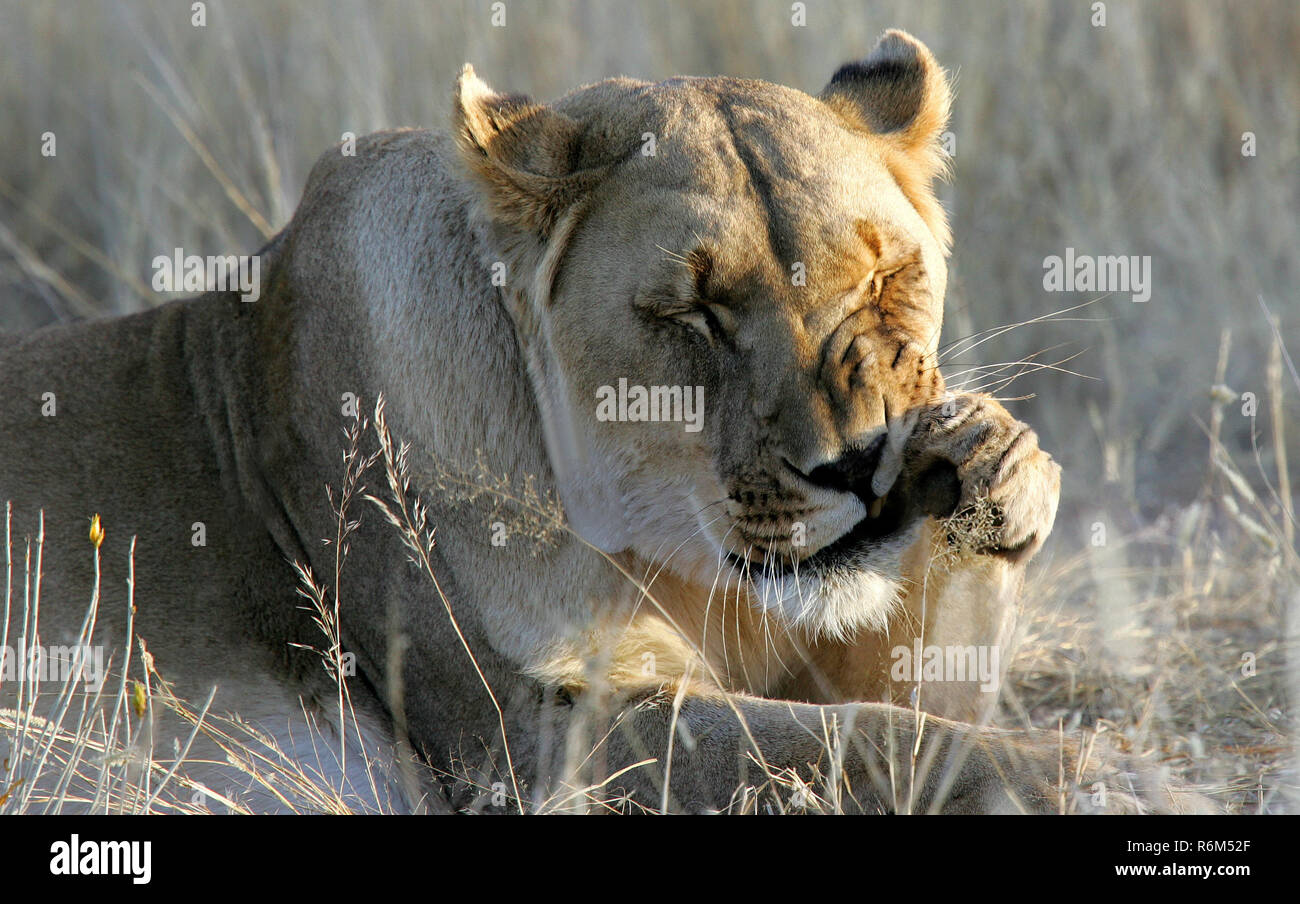 Katze waschen einer Löwin in Namibia - umgangssprachlich auch als kurze, nicht besonders gründliche Körperpflege Stockfoto