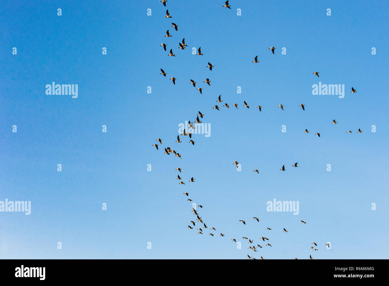 Große Gruppe von fliegenden Gänse in der Ausbildung. Vögel auf ihrem Weg zu ihrer jährlichen Migration. Gänse Fliegen in einer Zeile mit einem blauen Himmel im backgroun Stockfoto