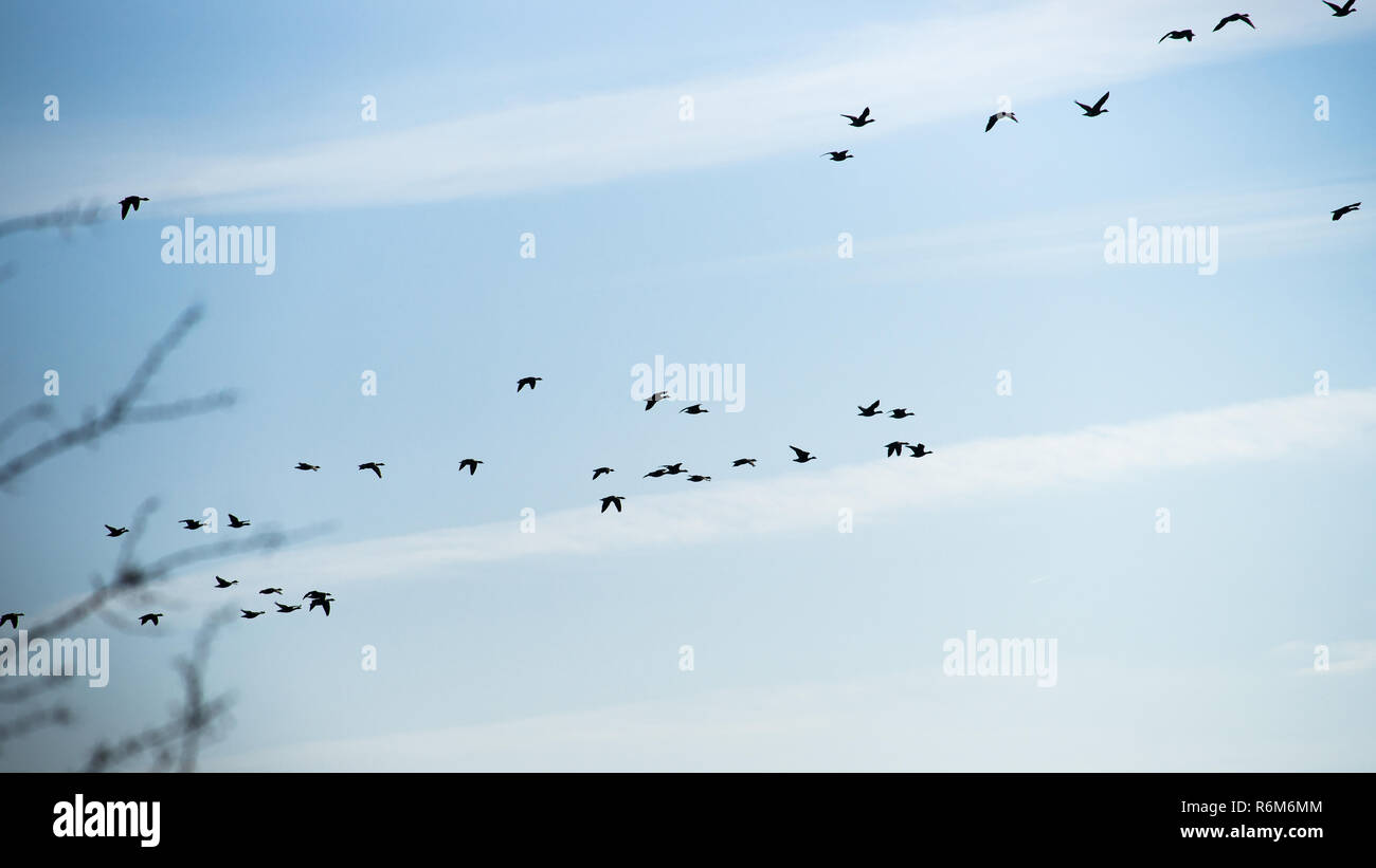 Große Gruppe von fliegenden Gänse in der Ausbildung. Vögel auf ihrem Weg zu ihrer jährlichen Migration. Gänse Fliegen in einer Zeile mit einem blauen Himmel im backgroun Stockfoto