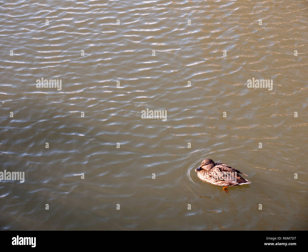 Kleine braune weibliche Stockente oben auf Wasser schwimmen Paddeln Stockfoto