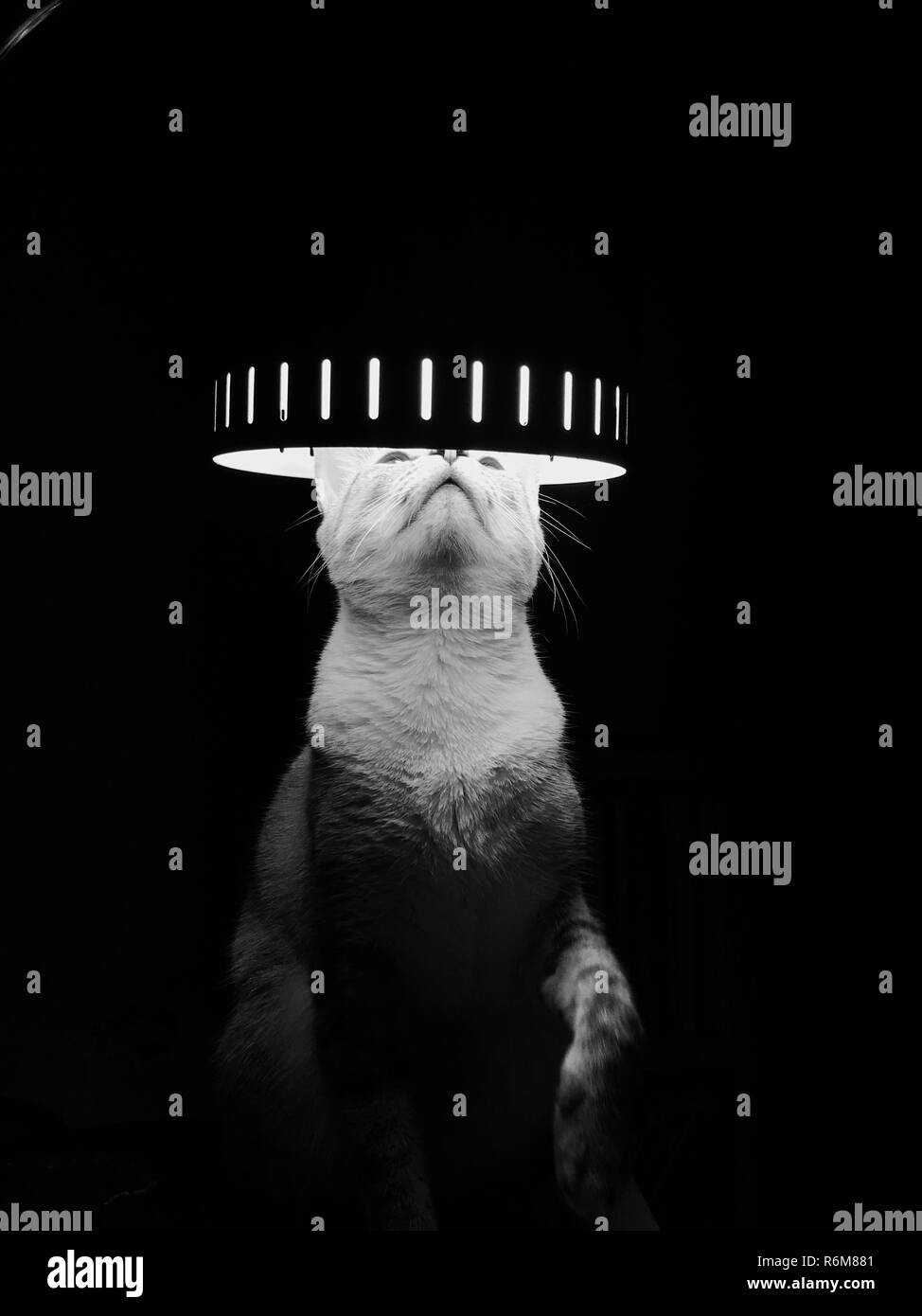 Cat Light Stockfoto