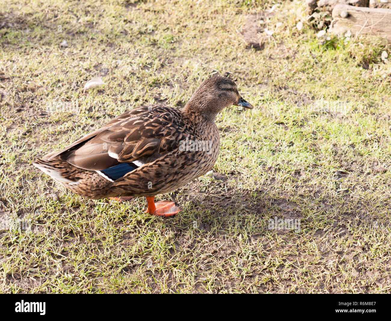 Braun weibliche Ente Stockente auf grünem Gras unter portrait Nahaufnahme Stockfoto