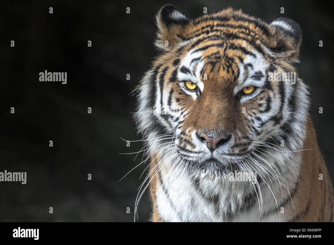 Tiger-Porträt Stockfoto