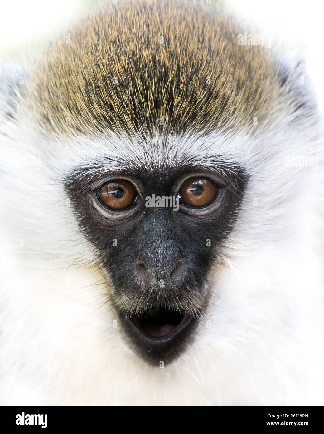 Baby Grivet Monkey III Stockfoto