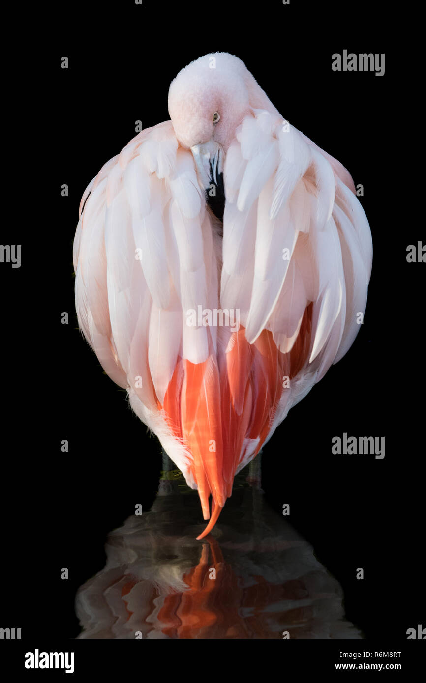 Chilenischer Flamingo IX Stockfoto