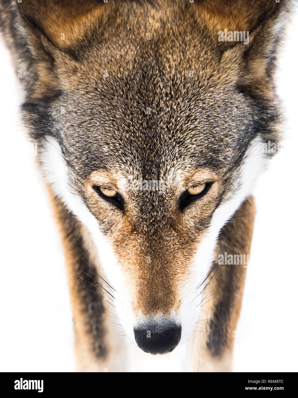 Red Wolf im Schnee VI. Stockfoto