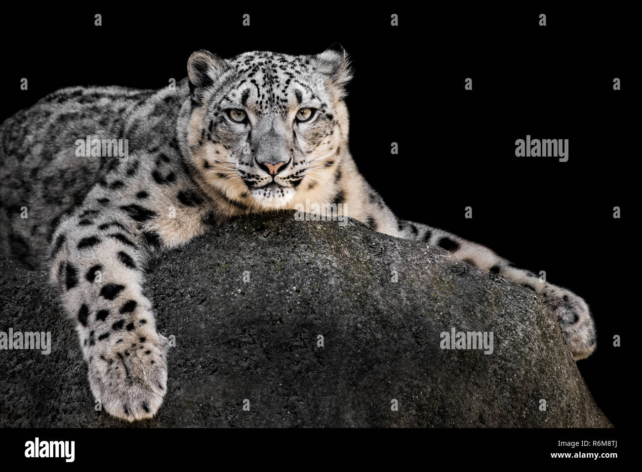 Snow Leopard XXII Stockfoto