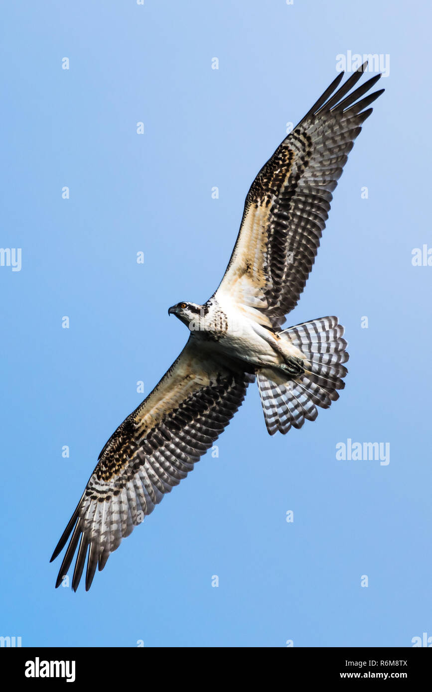 Osprey im Flug VI. Stockfoto