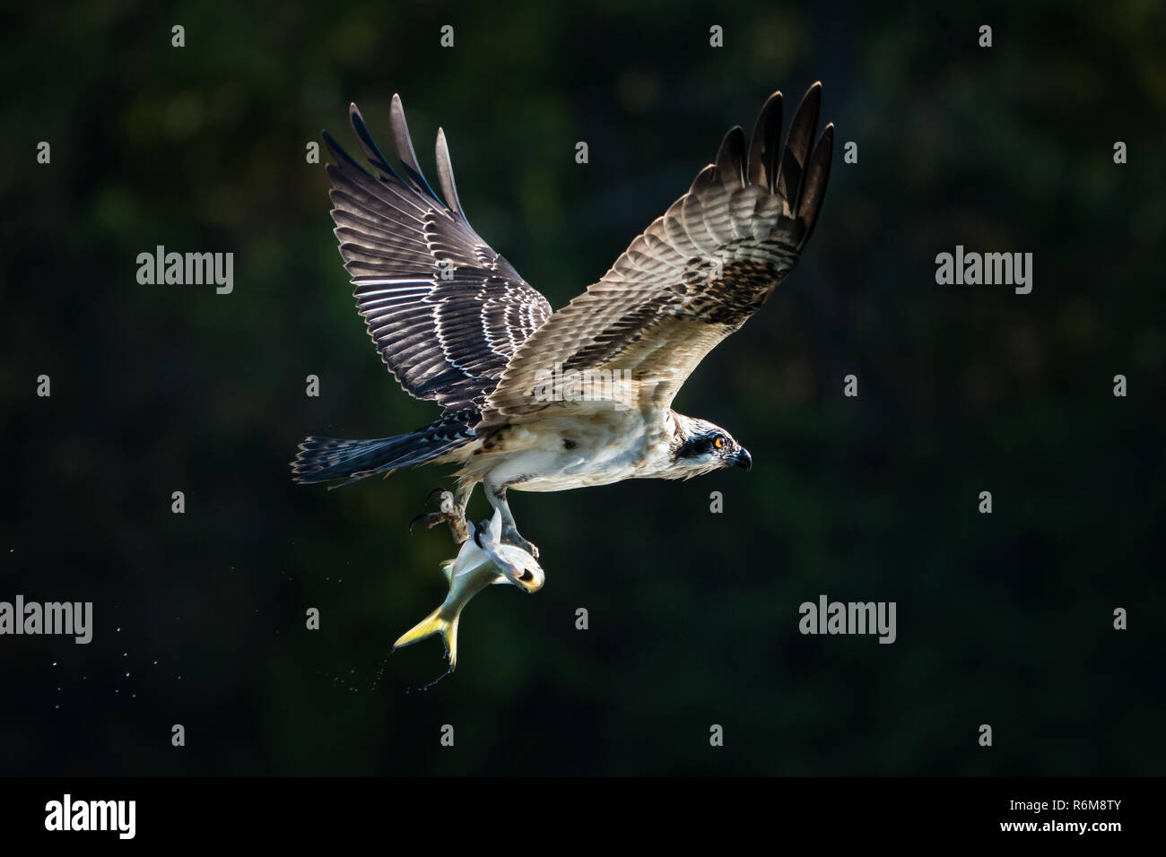 Osprey im Flug Mit Catch-XXX Stockfoto