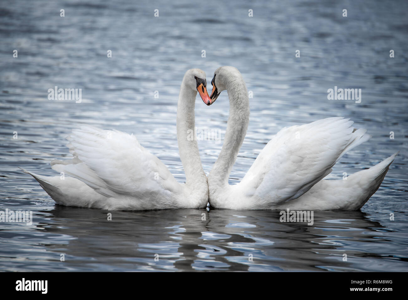 Das Umwerben Höckerschwäne Stockfoto