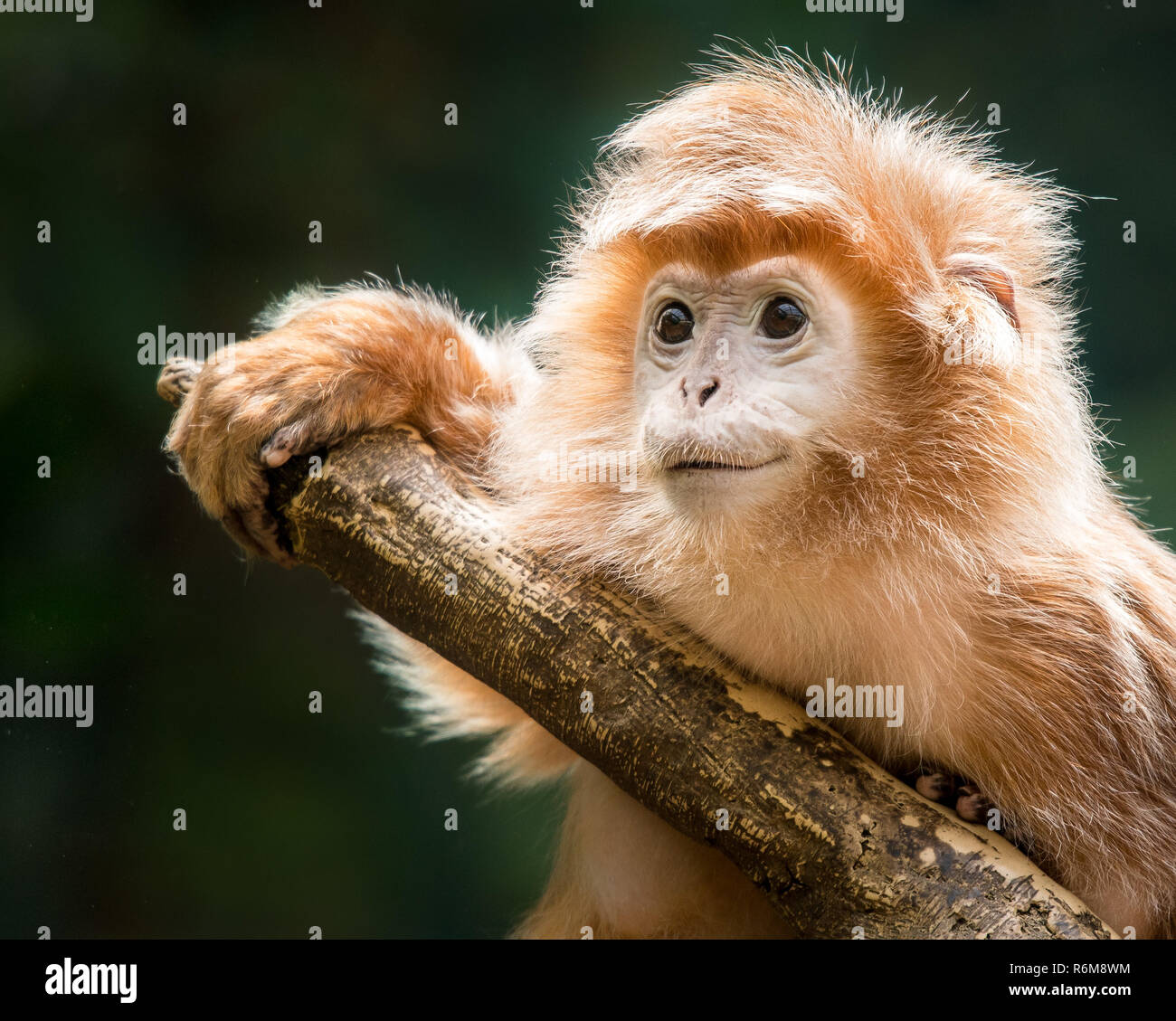 Ebenholz Langur XV. Stockfoto