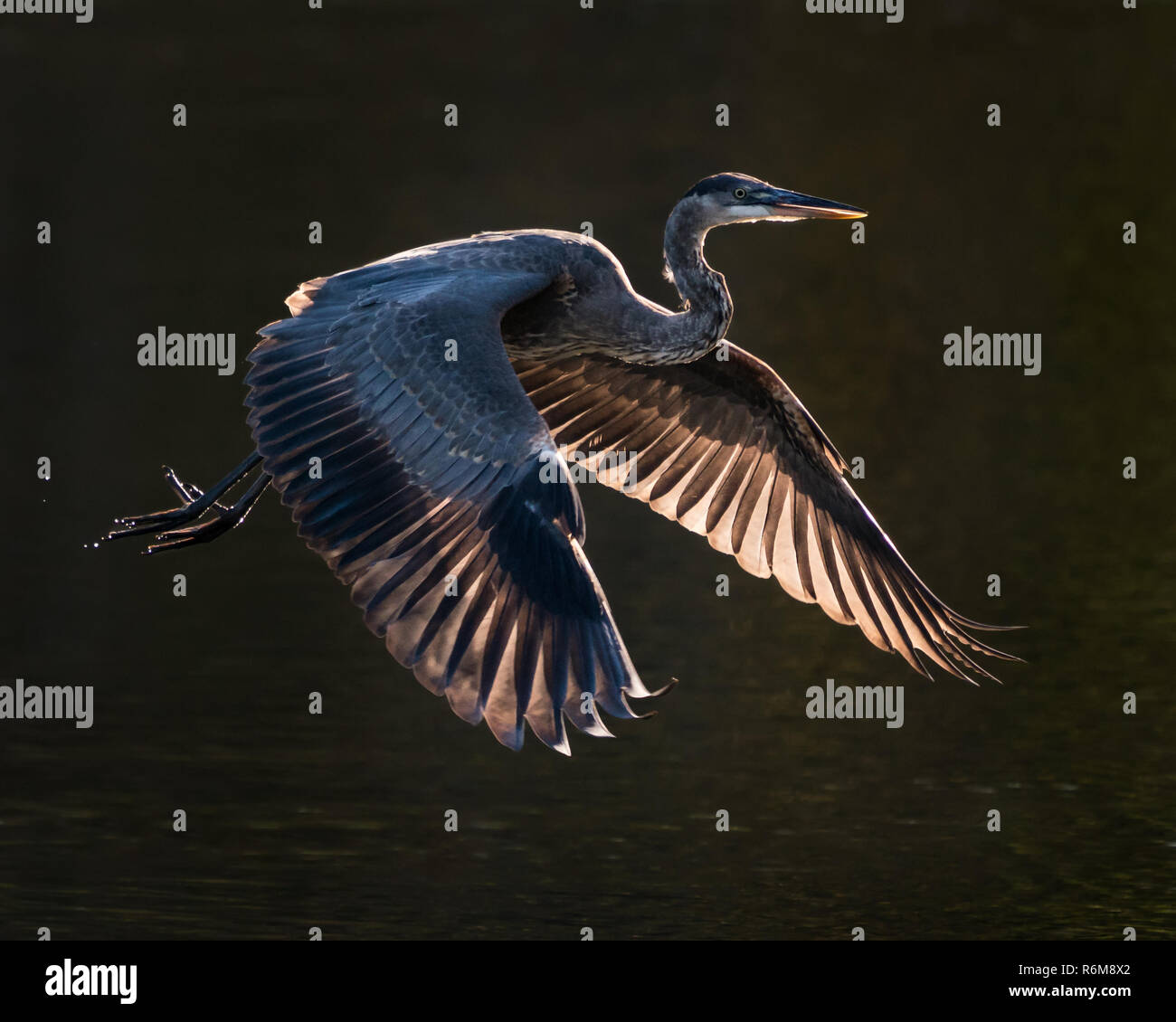 Great Blue Heron im Flug VI. Stockfoto