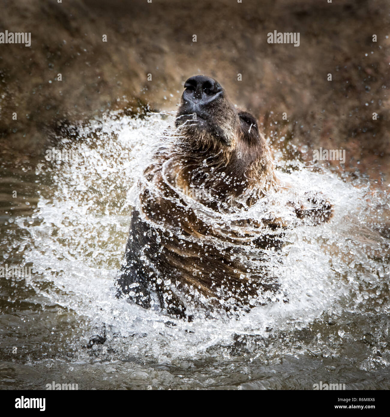 Grizzly Bear II. Stockfoto