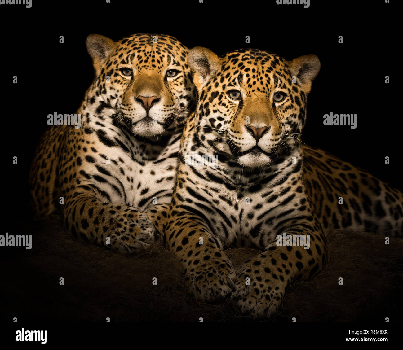 Jaguar Paar V Stockfoto