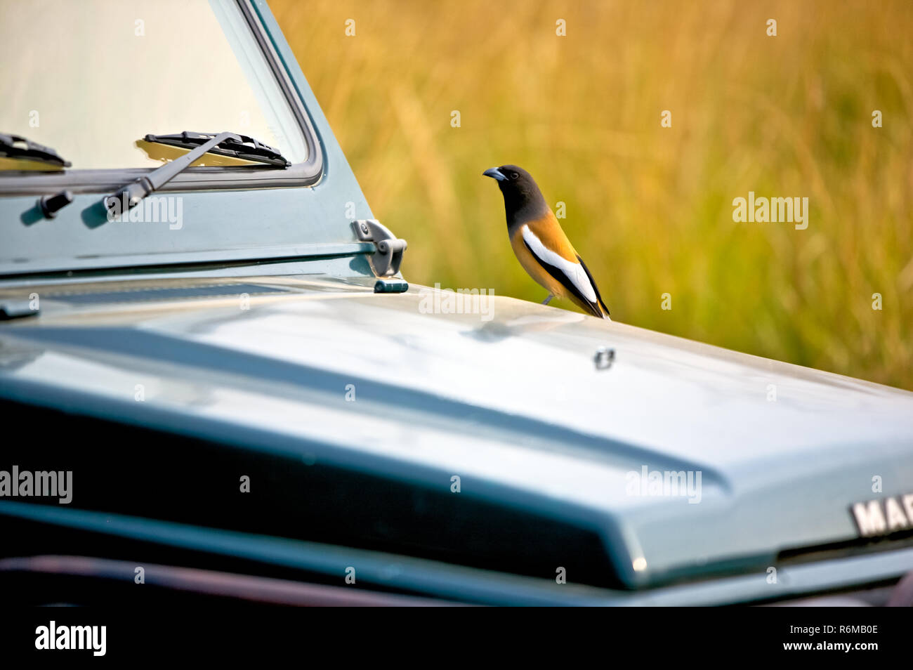 Rufous treepie Stockfoto