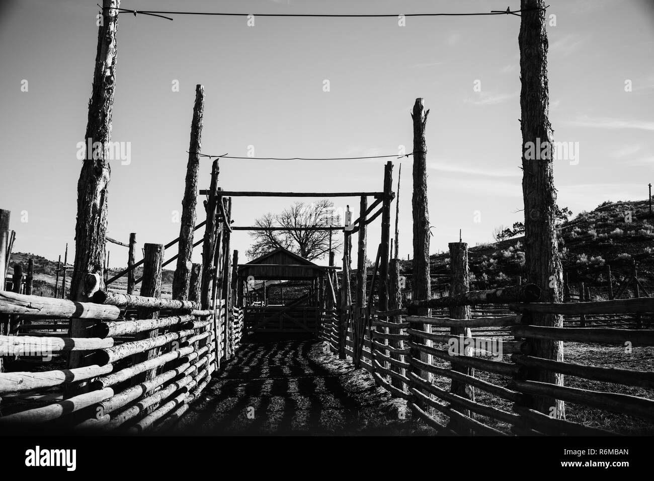 Schwarze und weiße freie rinder ställe und Stifte auf einer Ranch Stockfoto