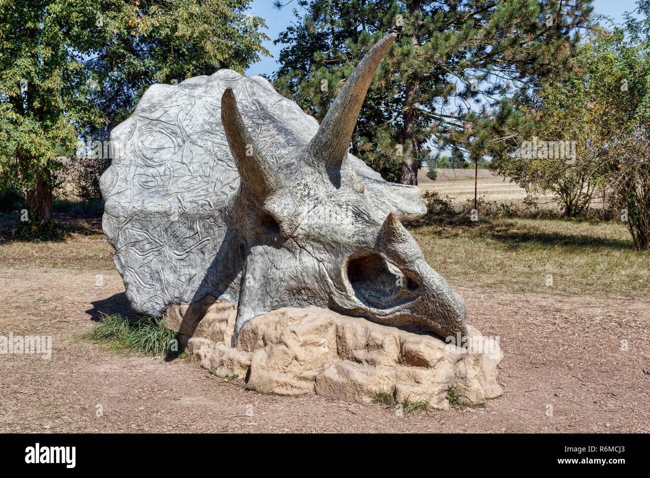 Prähistorische Dinosaurier triceratops Schädel Stockfoto