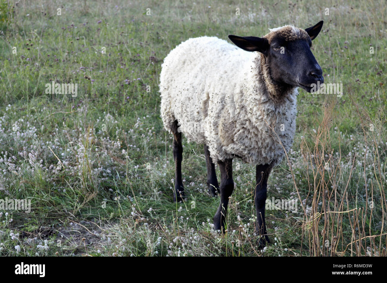 einsame Schafe Stockfoto
