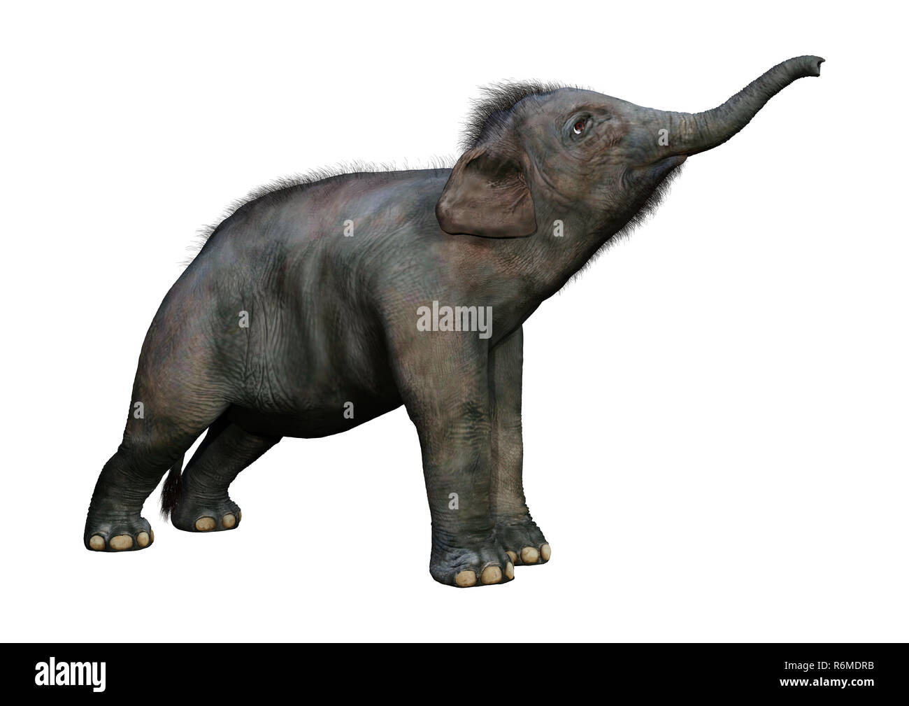 3D-Rendering indischen Elefanten Baby auf Weiß Stockfoto