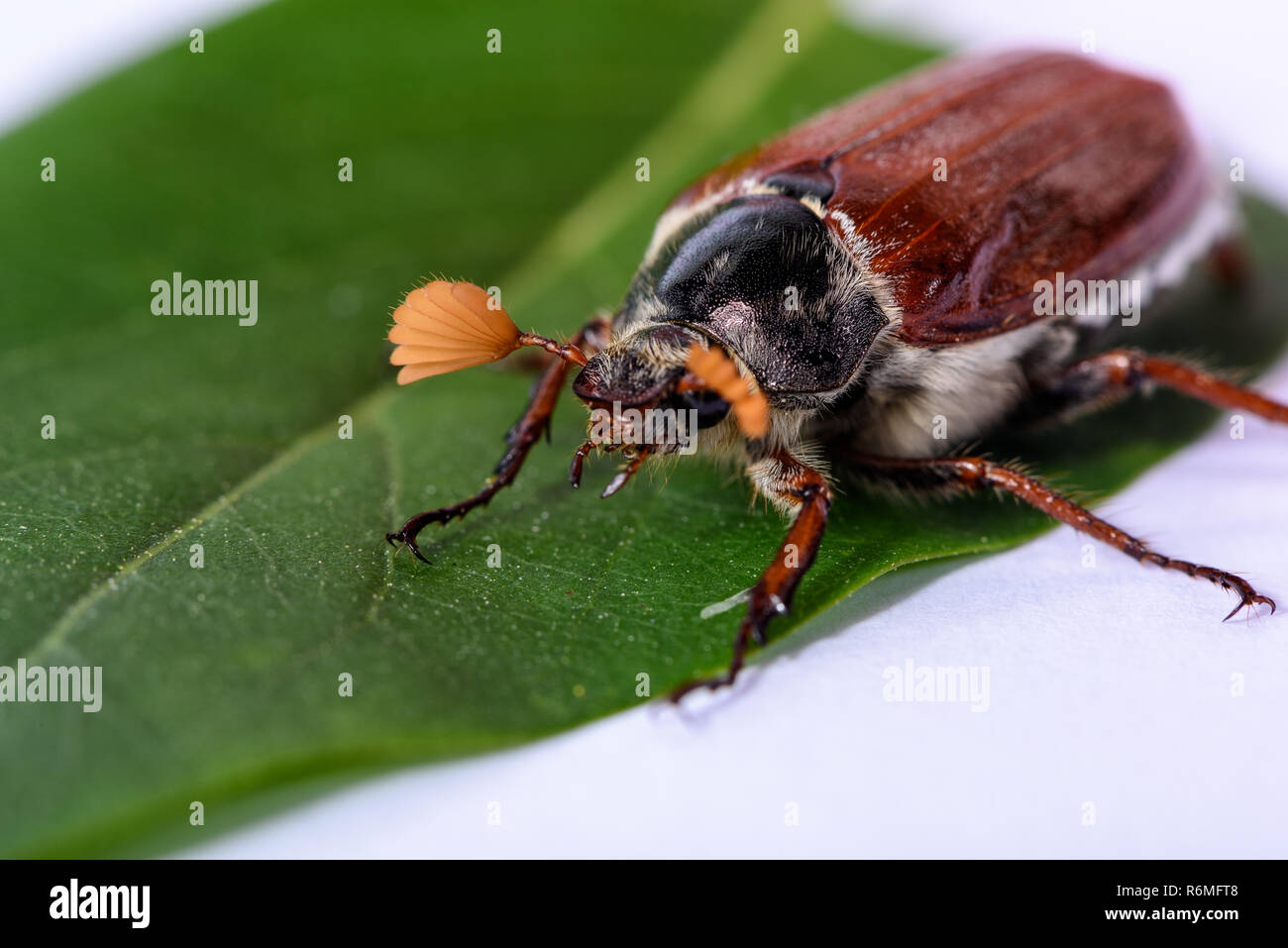 Isolierte Maikaefer sitzen auf Grün verlassen Stockfoto