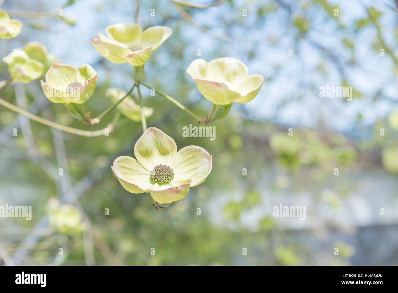 Close-up weißer Hartriegel Blüte Zweig im Frühling Stockfoto