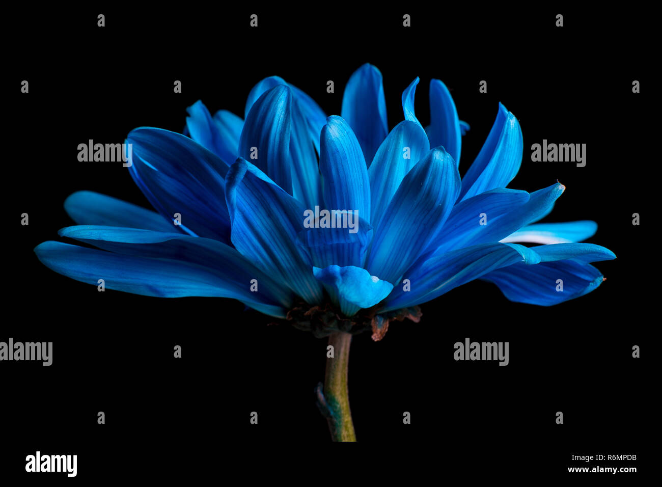 Blaue daisy Makro auf schwarzem Hintergrund Stockfoto