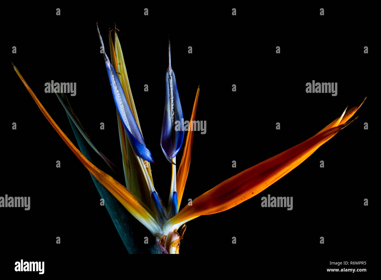 Bird of paradise flower Macro Stockfoto