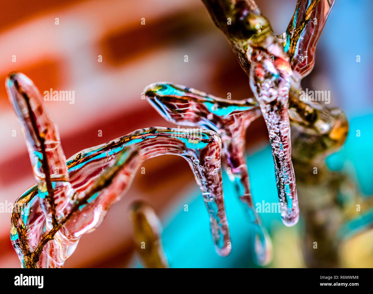 Eiszapfen, fast wie ein Glas Kolibri, Form auf einem crape Myrtle in Coden, Alabama während einer seltenen Wintersturm Ereignis, Jan. 28, 2014. Das System w Stockfoto