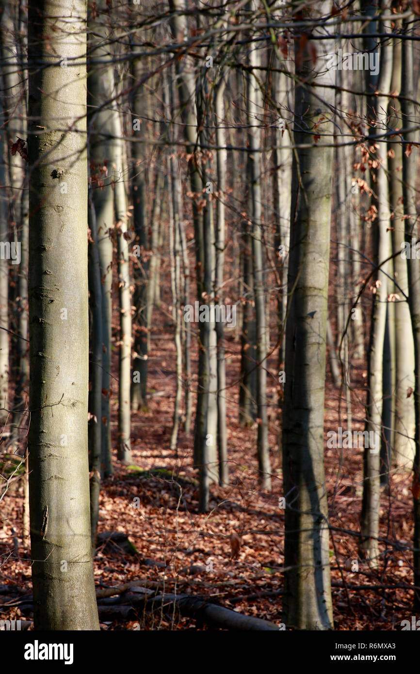 Buchenwälder im kottenforst-ville Natur Park Stockfoto
