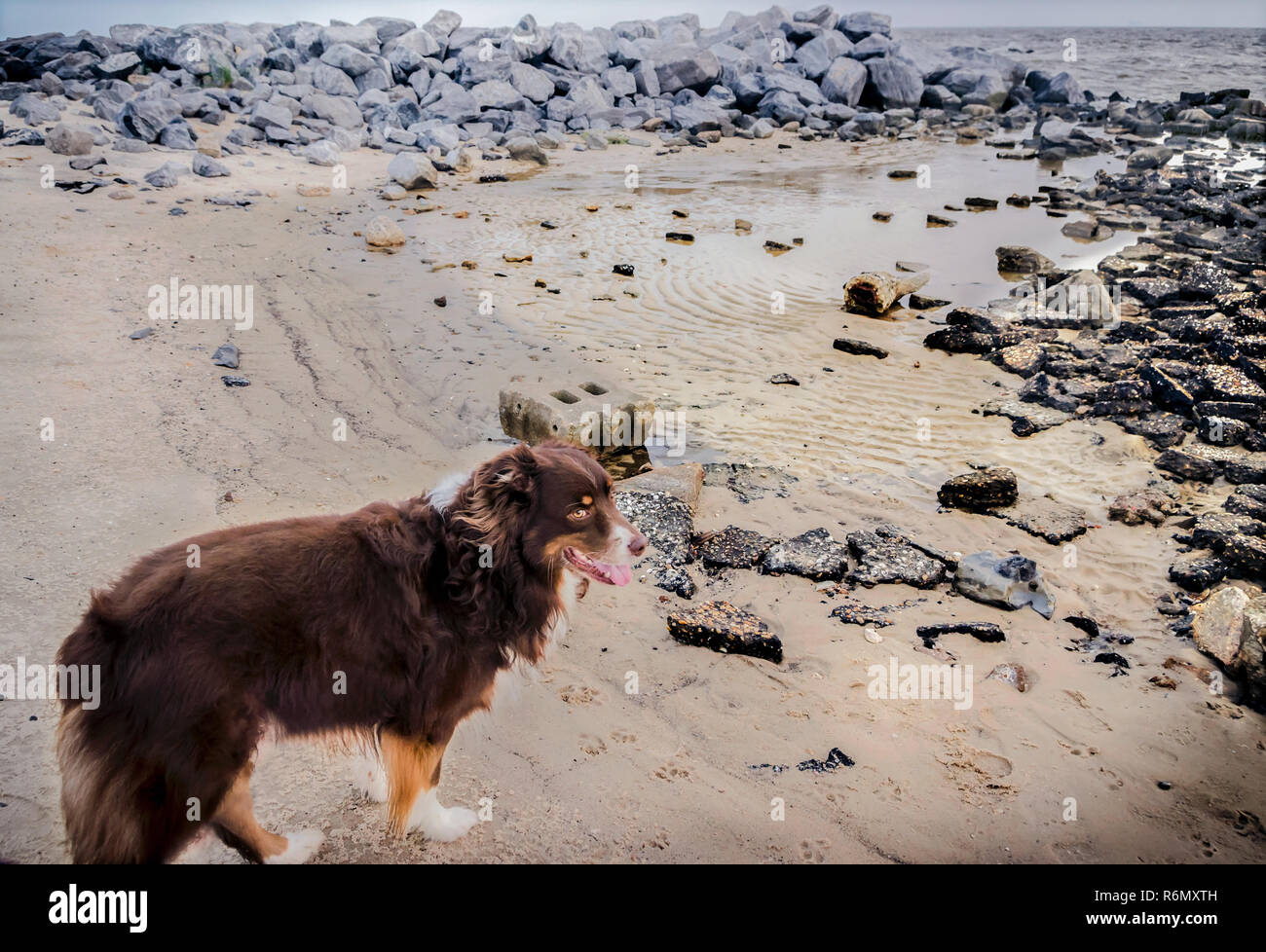 Cowboy, einen sechs Jahre alten Australian Shepherd, steht am östlichen Ende der Dauphin Island Beach in Dauphin Island, Alabama, 28. April 2014. Stockfoto