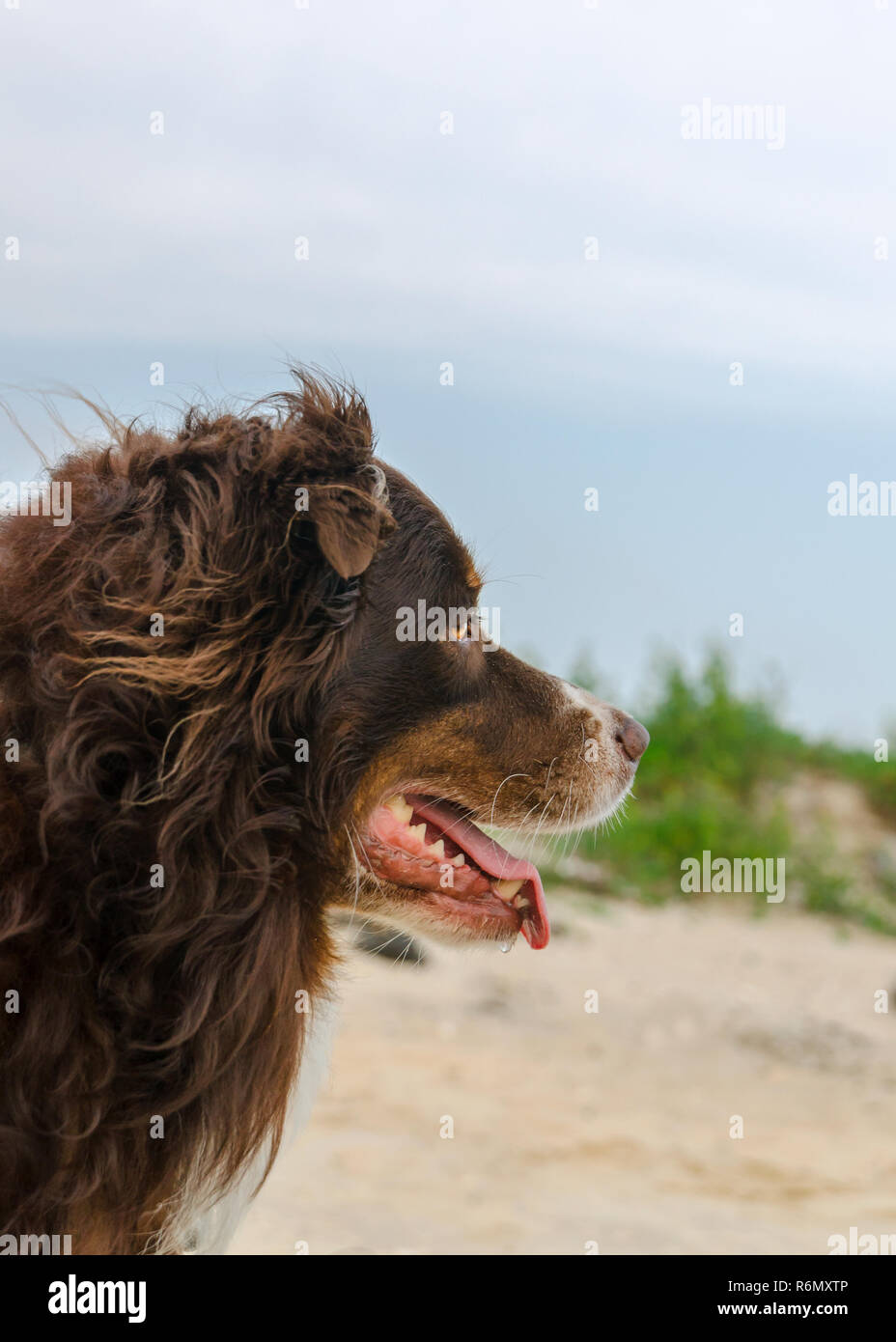 Cowboy, einen sechs Jahre alten Australian Shepherd, steht am östlichen Ende der Insel in Dauphin Dauphin Island, Alabama, 28. April 2014. Stockfoto