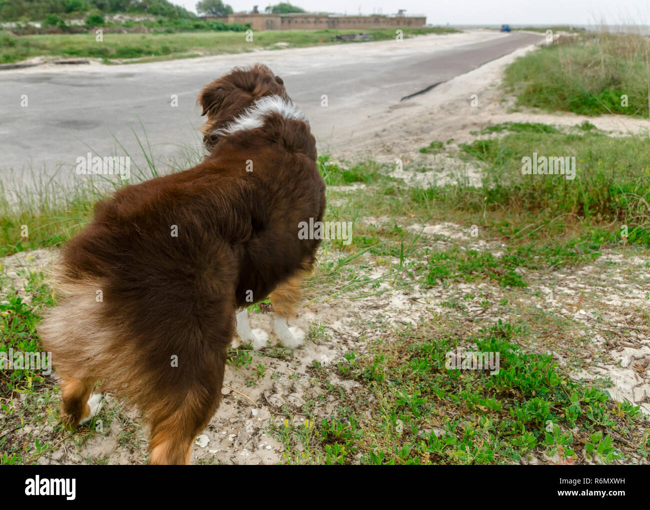 Cowboy, einen sechs Jahre alten Australian Shepherd, steht am östlichen Ende der Dauphin Island, mit Blick auf Fort Gaines, in Dauphin Island, Alabama. Stockfoto