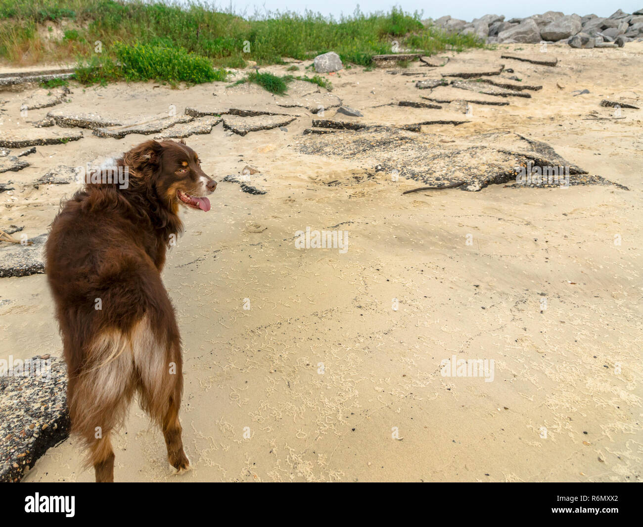 Cowboy, einen sechs Jahre alten Australian Shepherd, steht am östlichen Ende der Insel in Dauphin Dauphin Island, Ala, 28. April 2014. Stockfoto