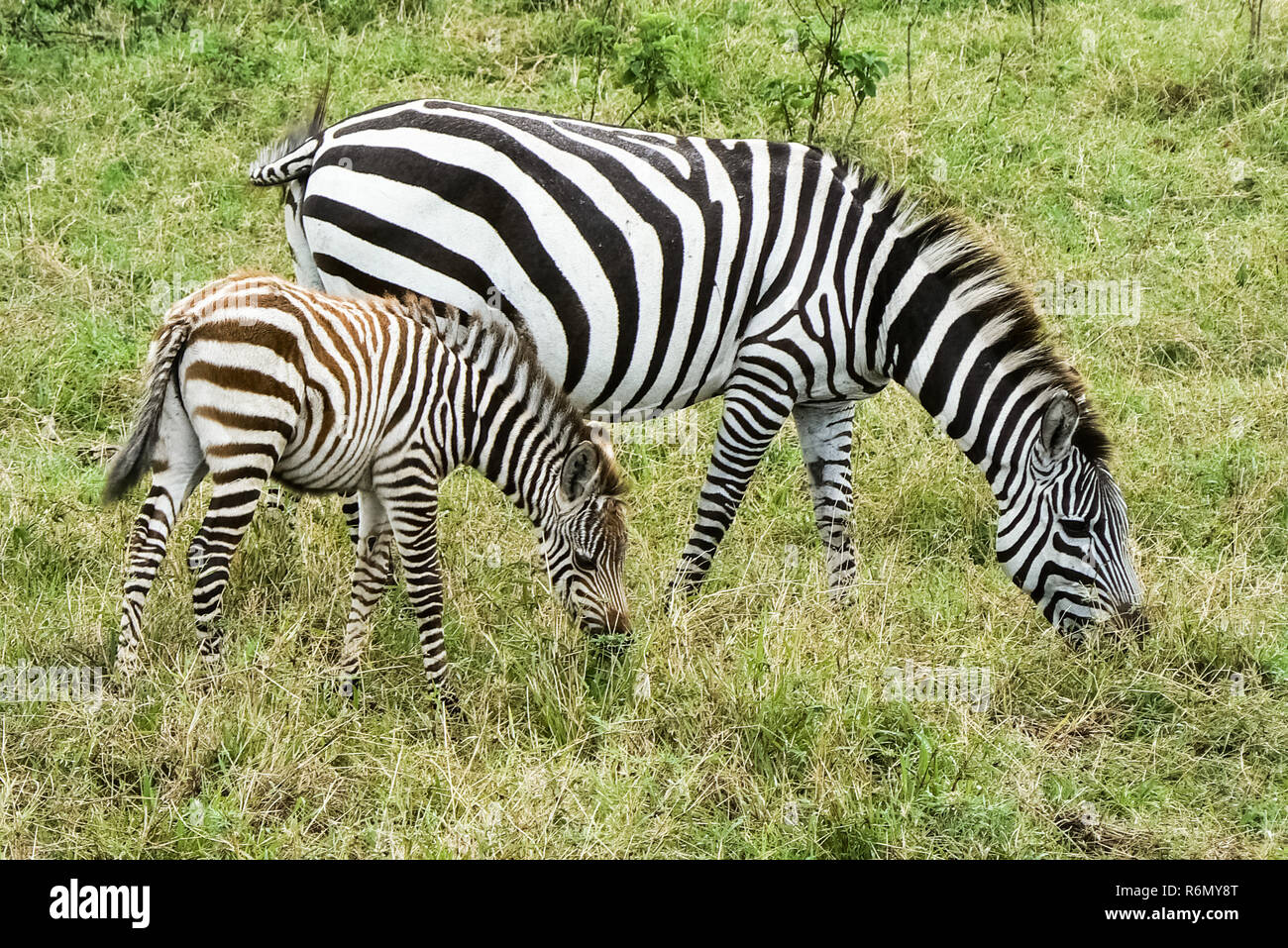 Zebras in der Savanne Safari in Kenia Stockfoto