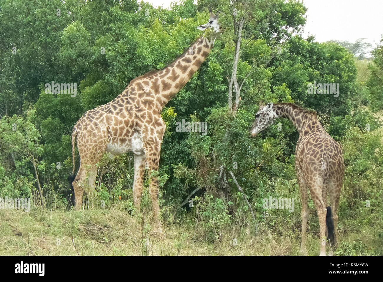 Giraffen in der Savanne Safari in Kenia Stockfoto