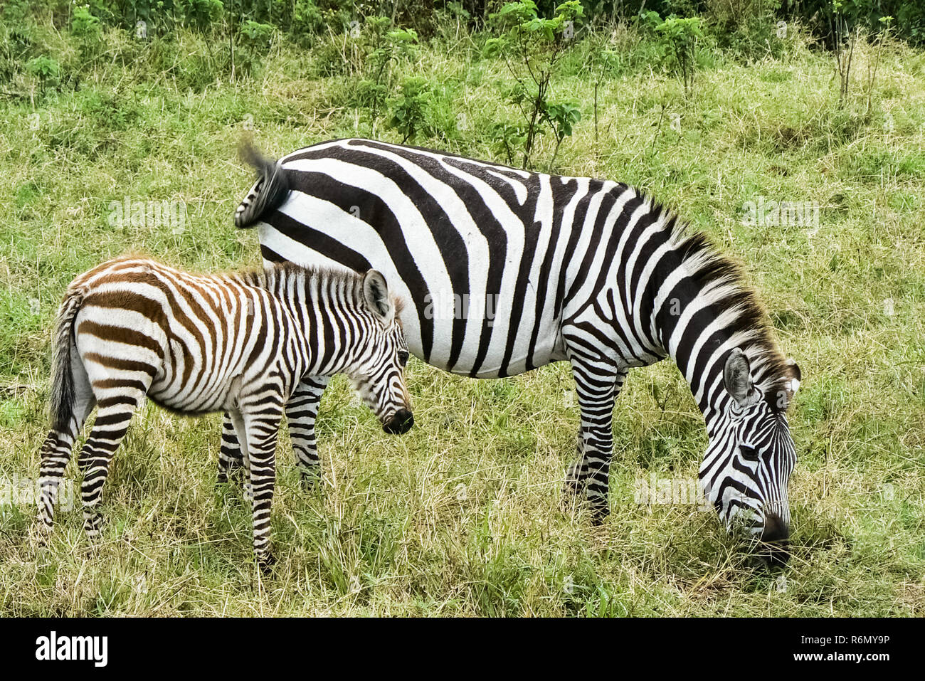 Zebras in der Savanne Safari in Kenia Stockfoto