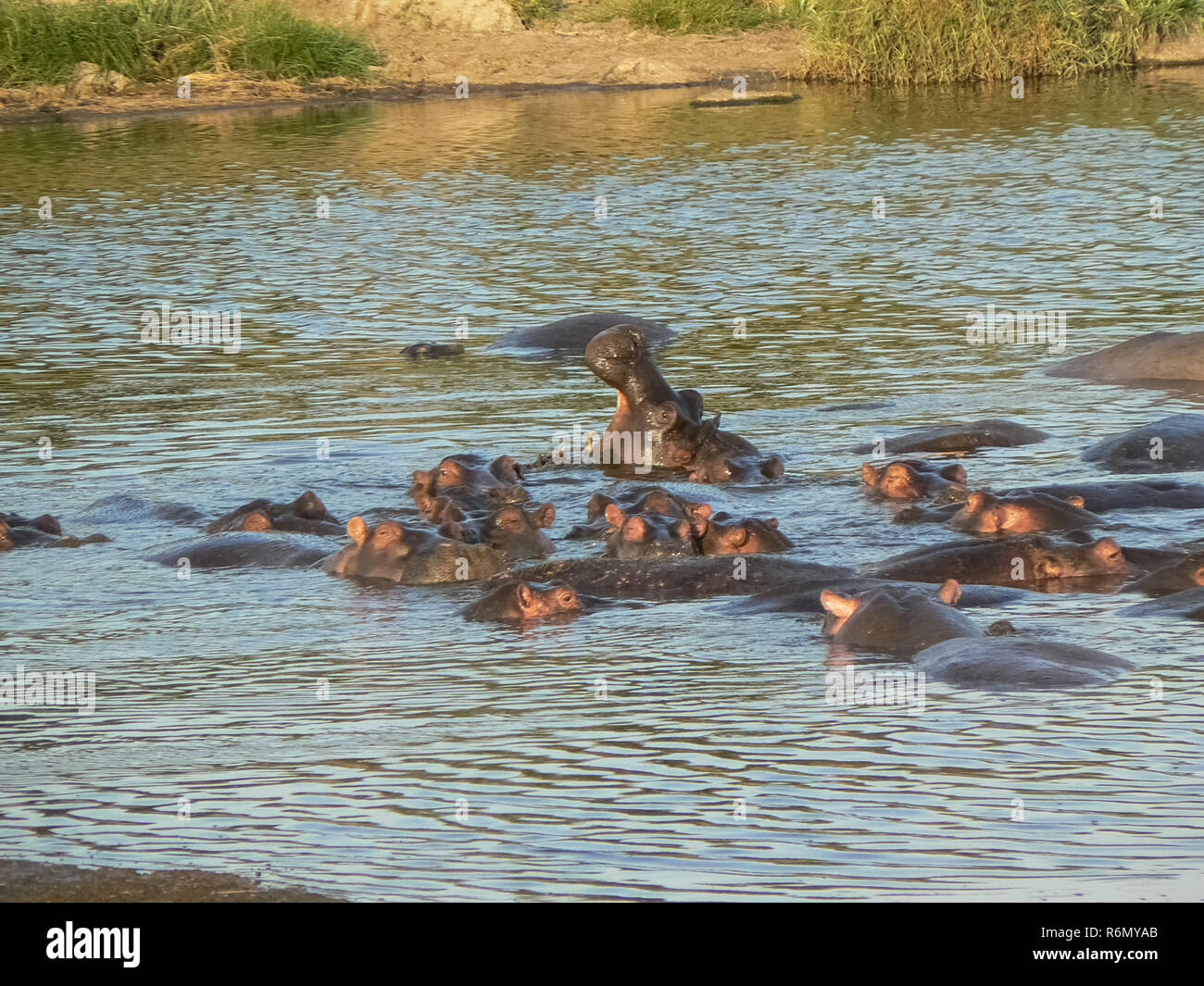 Flusspferde in der Savanne Safari in Kenia Stockfoto