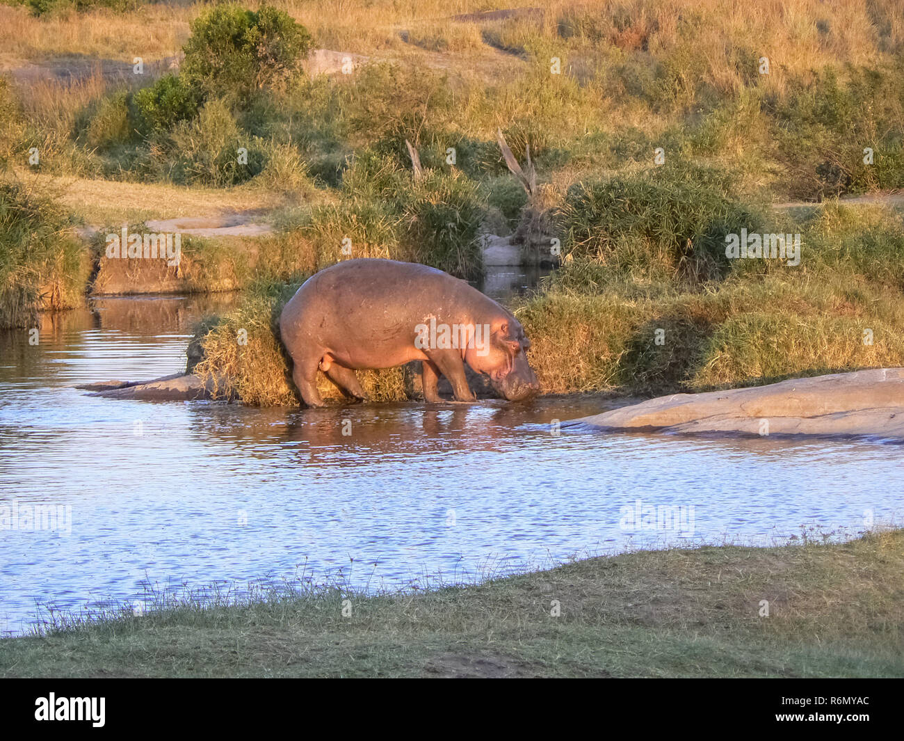 Flusspferde in der Savanne Safari in Kenia Stockfoto