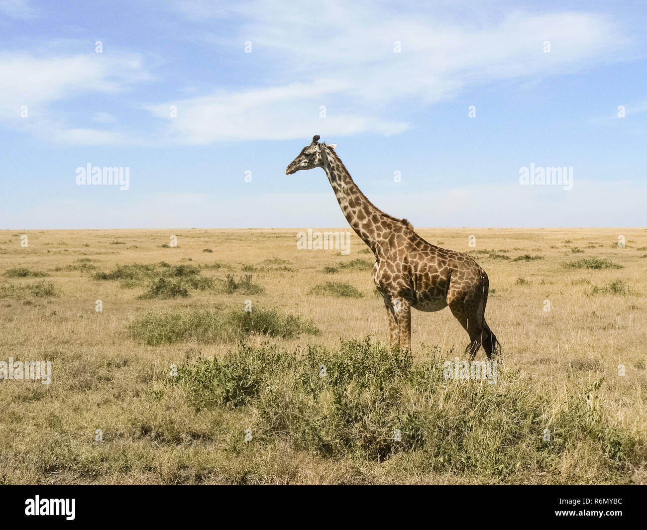 Giraffen in der Savanne Safari in Kenia Stockfoto