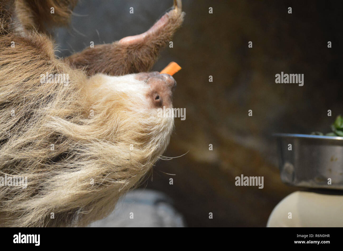 Trägheit in einem Zweig Stockfoto